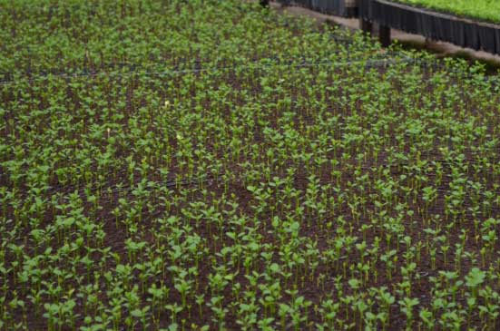 Mudas de plantas citros