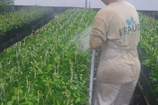 Foto do processo de gestão da Krauss Citros