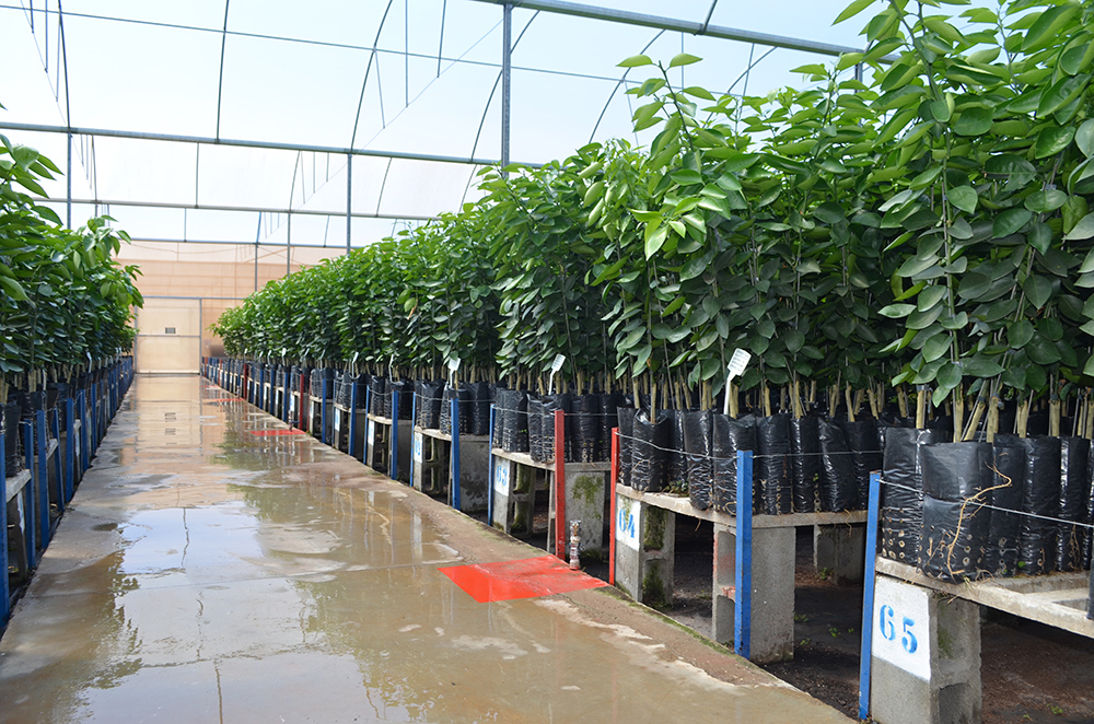 Mudas de plantas citros